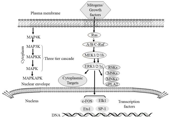 An external file that holds a picture, illustration, etc.
Object name is etm-19-03-1997-g00.jpg