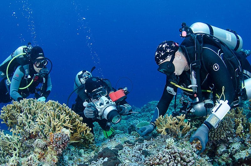File:Scientists at work in the Bird's Head Seascape.jpg