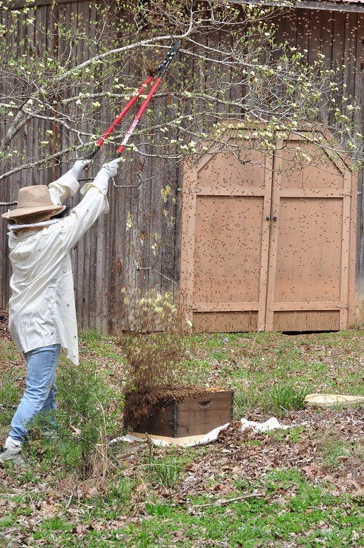 Beekeeper shaking a swarm out of a tree into a hive box