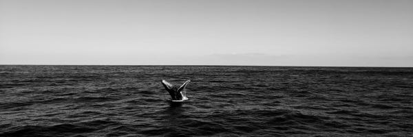 black and white image of the ocean with a whale's tail in the middle