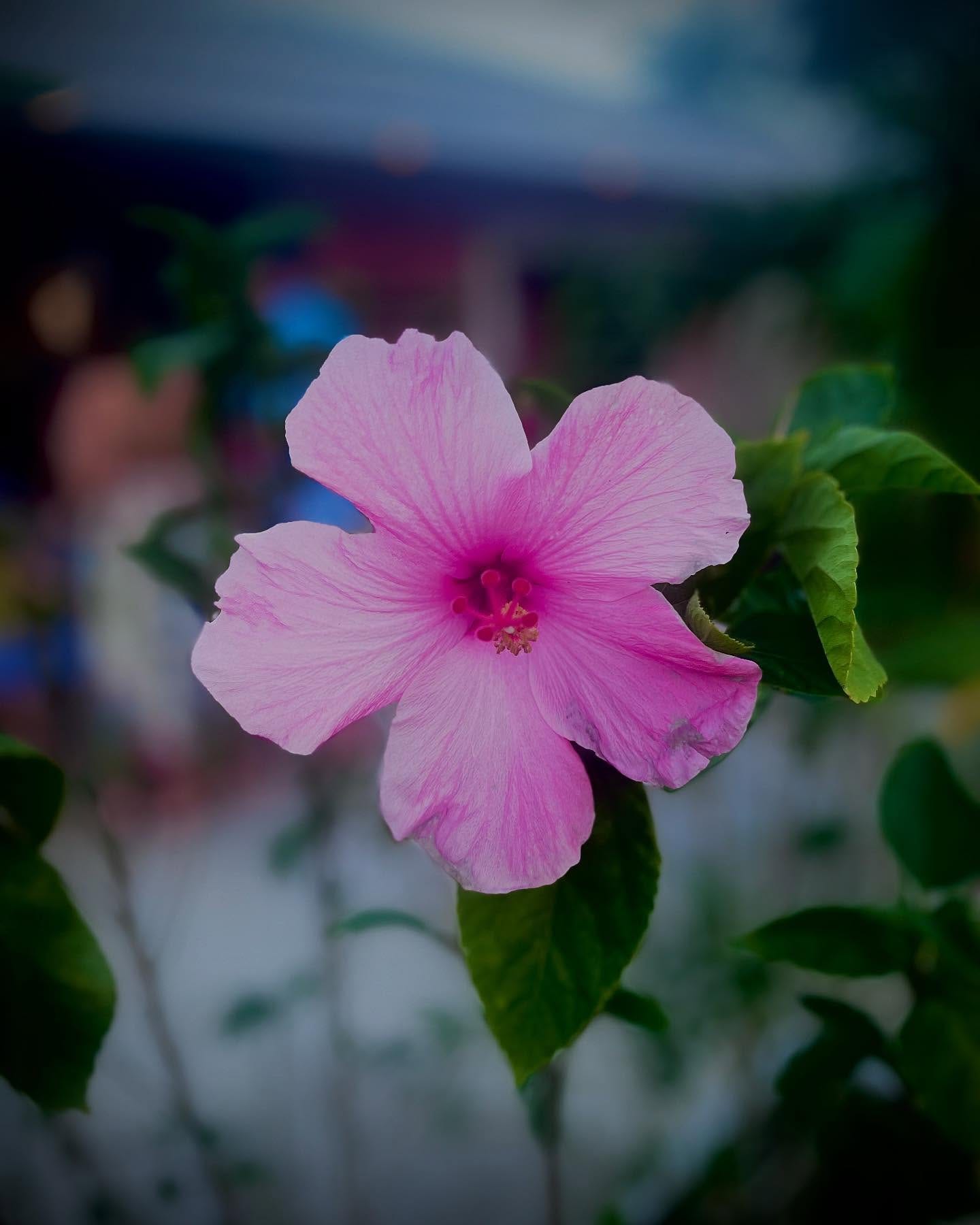 May be an image of Adenium, rose and text