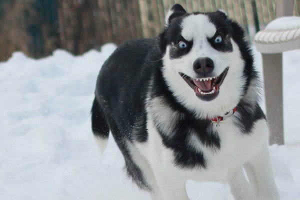White Wolf : Huskies Go Crazy: 17 Funny Husky Pictures That Will Put A Smile On Your Face