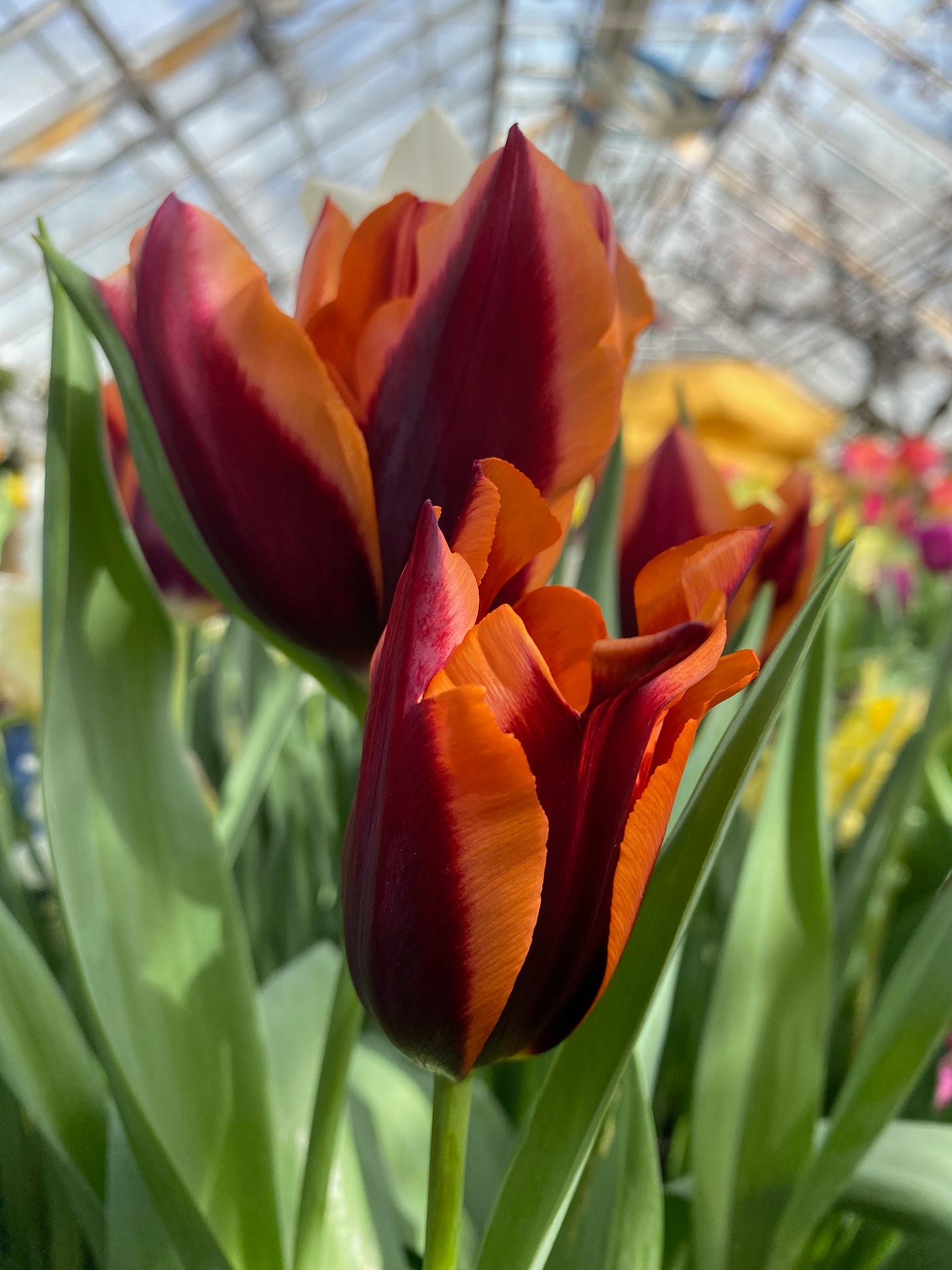 Close up of several pointy red, pink, and orange patterned tulips.