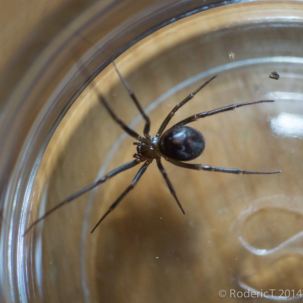 A spider under glass. "20150106-DSC09596 False Black Widow - Steatoda grossa Inkberrow Worcestershire.jpg" by rodtuk is licensed under CC BY-NC-SA 2.0.