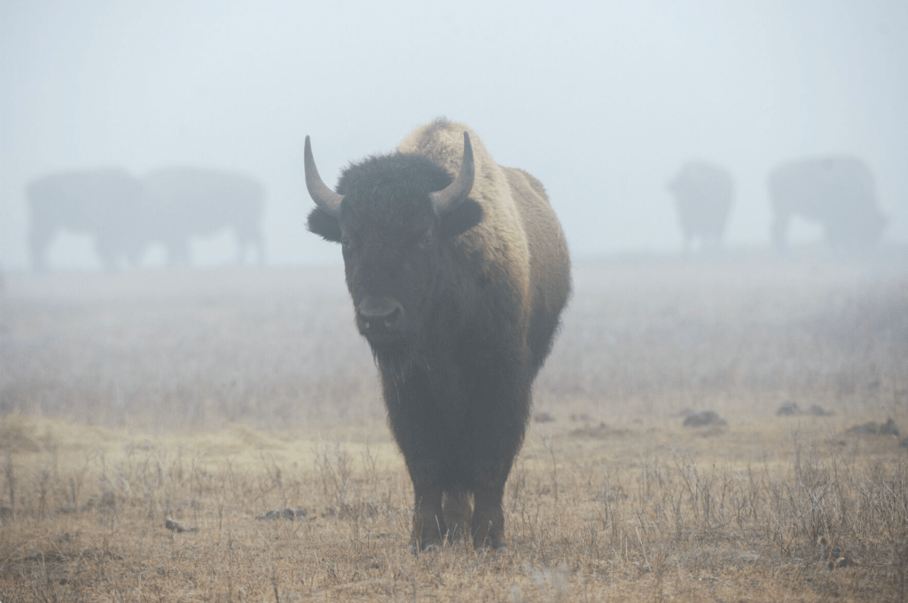 A bison from Yellowstone National Park stands alone in a quarantine pen on the Fort Peck Reservation on Tuesday, Feb. 6, 2024.