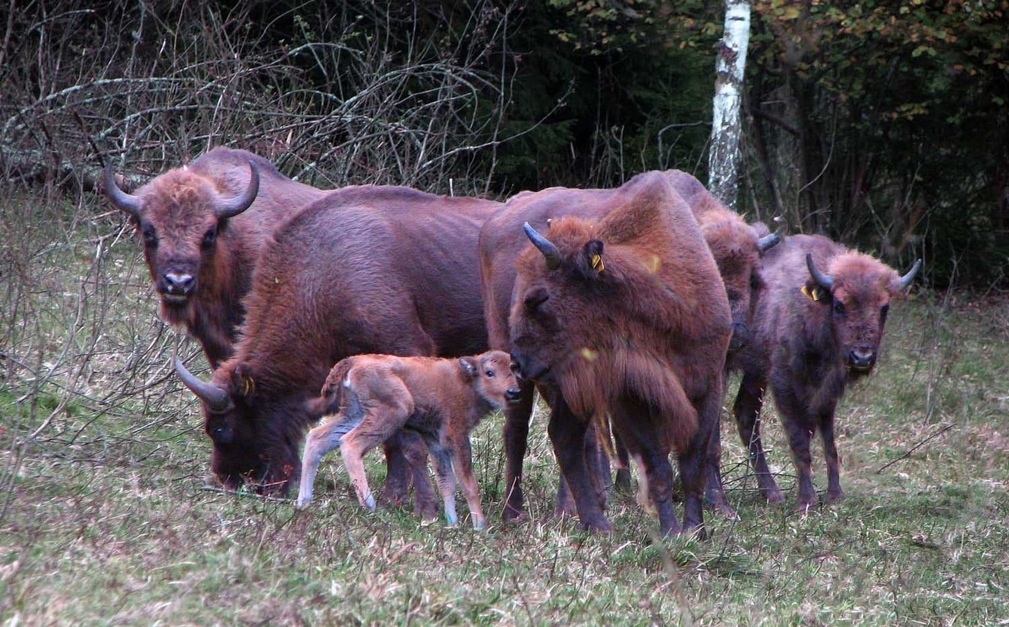 Six bison including one calf standing in front of a wooded background Six bison including one calf standing in front of a wooded background