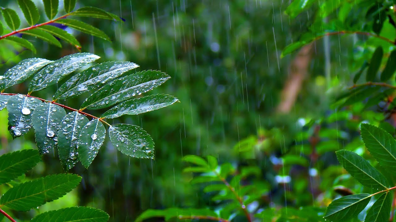 Rainforest Rain Sounds for Sleeping or Studying 🌧️ White Noise Rainstorm  10 Hours - YouTube