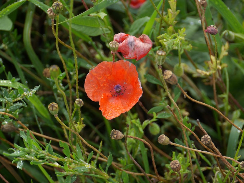 Photo by Author — a wild poppy on the Arras Battlefield, Arras, France