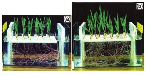 Enhanced root mass from electroculture on Zea Mays
