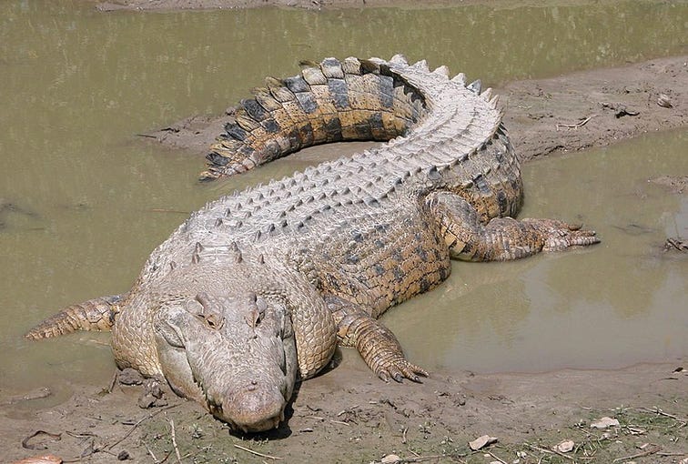 Gray-brown crocodile lounging in watery mud, with a checkerboard pattern of scales on the tail