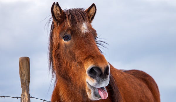 Your Guide to the Icelandic Horse