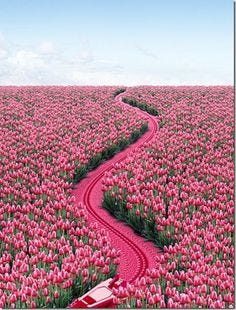 Pink path