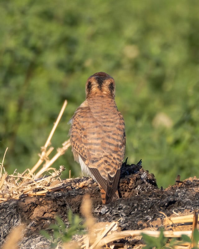 20250106-Marana-418-Edit.jpg