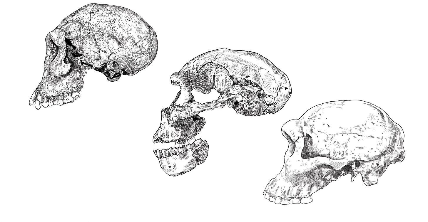 Three skulls viewed from the left side. From left: Dmanisi skull 3, skull 2, and skull 5 Three skulls viewed from the left side. From left: Dmanisi skull 3, skull 2, and skull 5