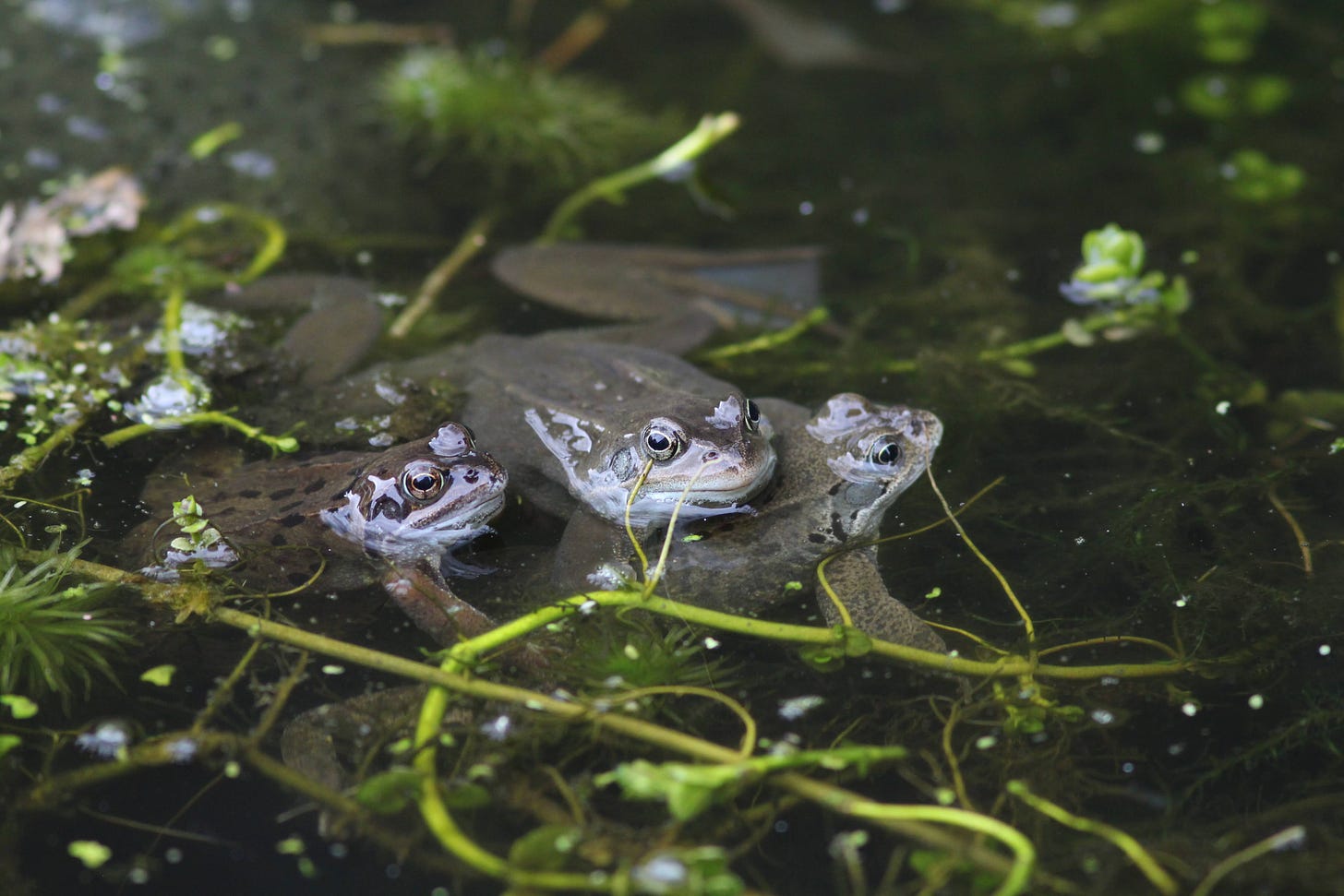 Three frogs in garden pond
