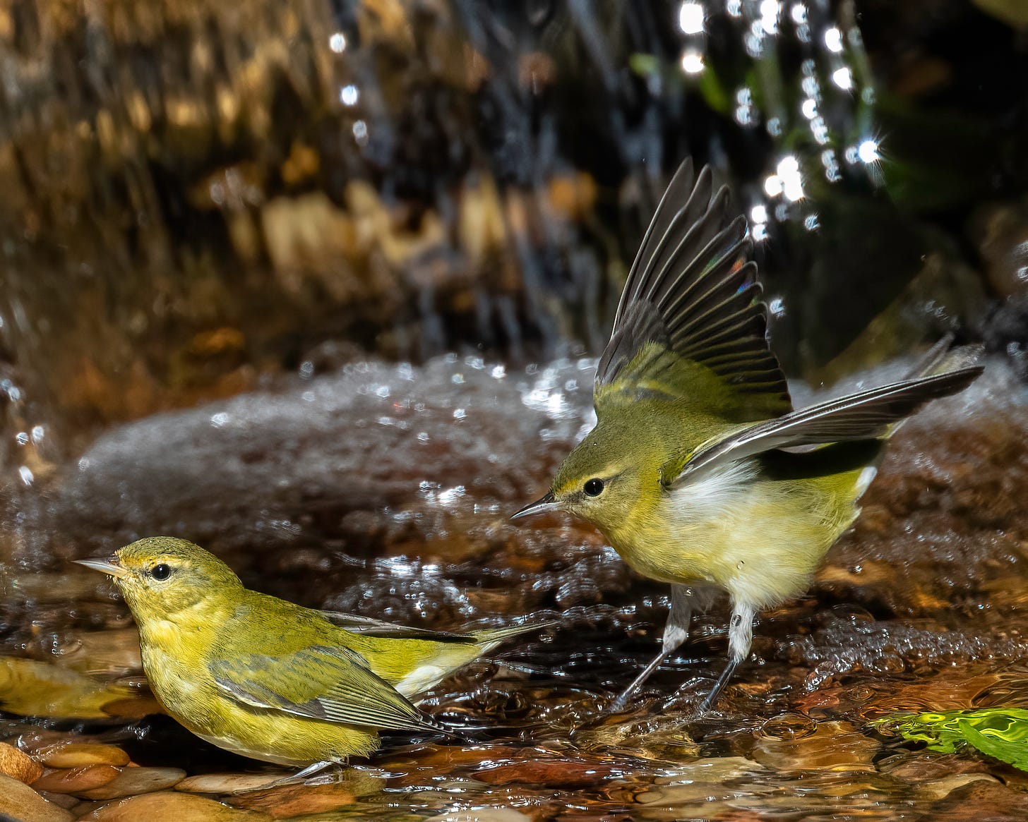 One Tennessee warbler stands calmly in the water as the other flaps its wings behind it.