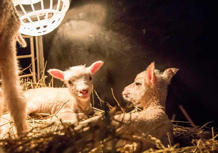 Raising Farm Babies: The Good, The Bad and The Ugly | Three Rivers Park  District Two baby lambs lit by a small light