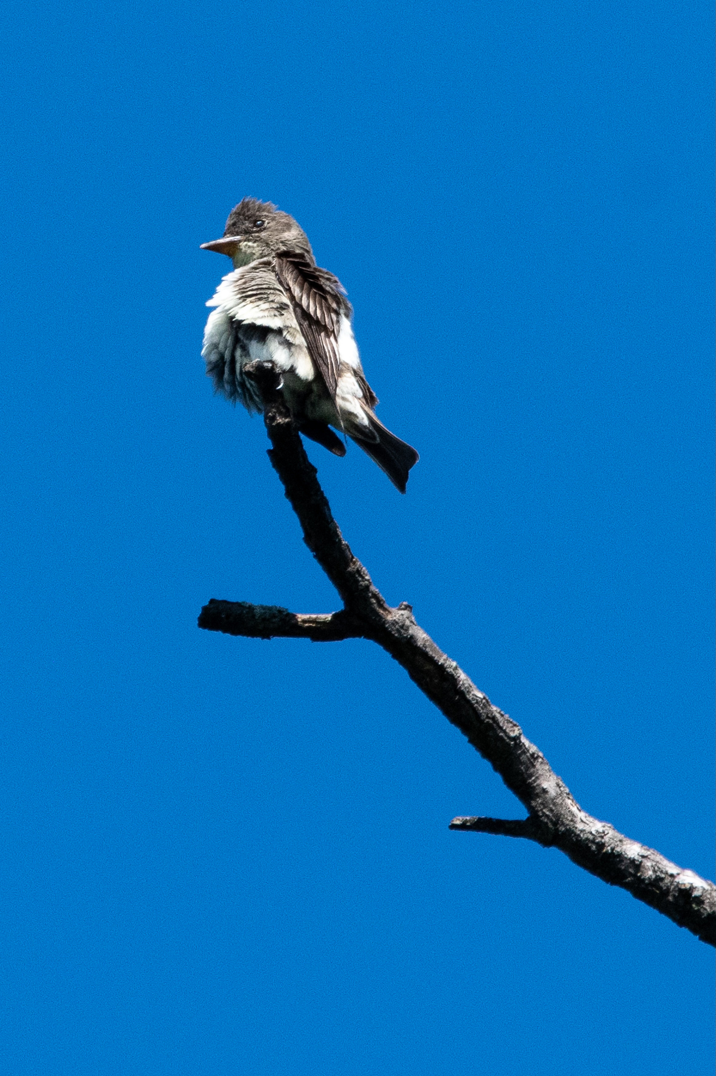 Against a dark blue sky, a small olive-gray bird with a white breast, its feathers ruffled, sits at the tip of a bare branch