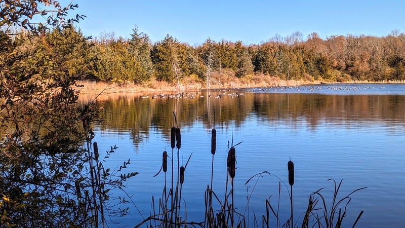 Photo of a lake with cattail plants in front, cedar trees in back, and geese floating on the water