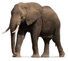 Facts About Elephants | Types of Elephants | DK Find Out