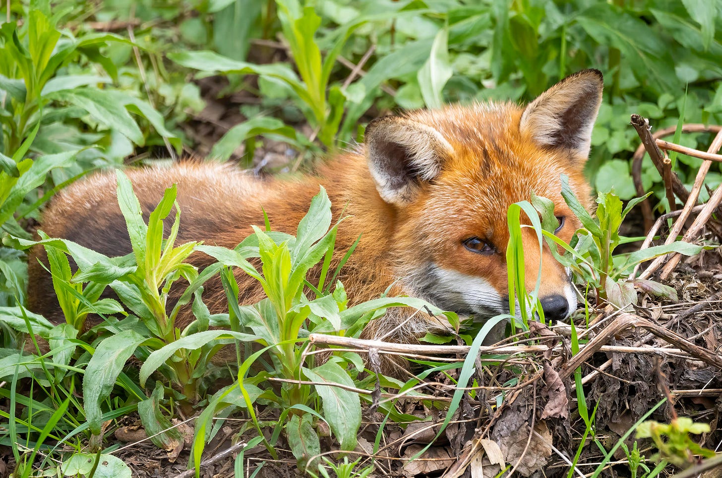 Photo of a red fox lying on a grassy bank