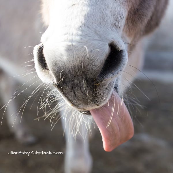 The mouth of a donkey with white hair, sticking out its pink tongue.