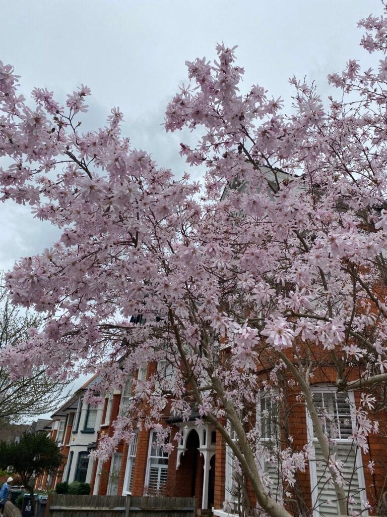 Star magnolia