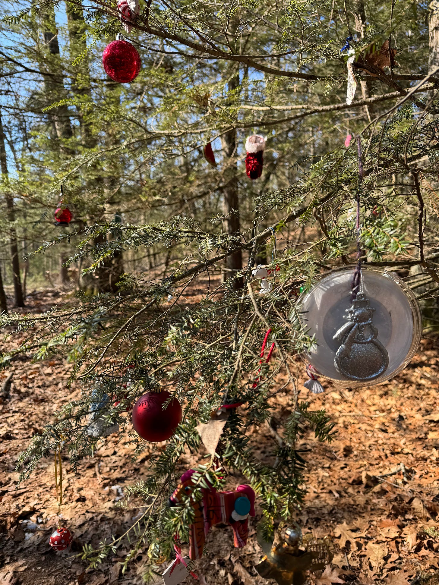 A pine tree in the middle of a New England forest, decked out with red and silver baubles for Christmas (randomly).