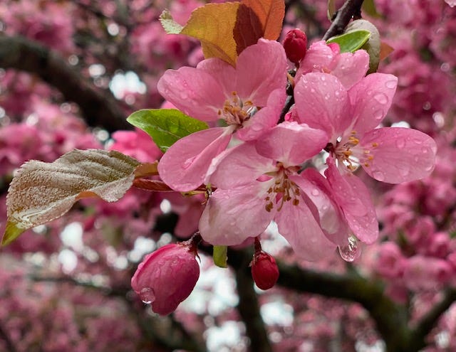 image of pink flowers with rain drops on a tree.