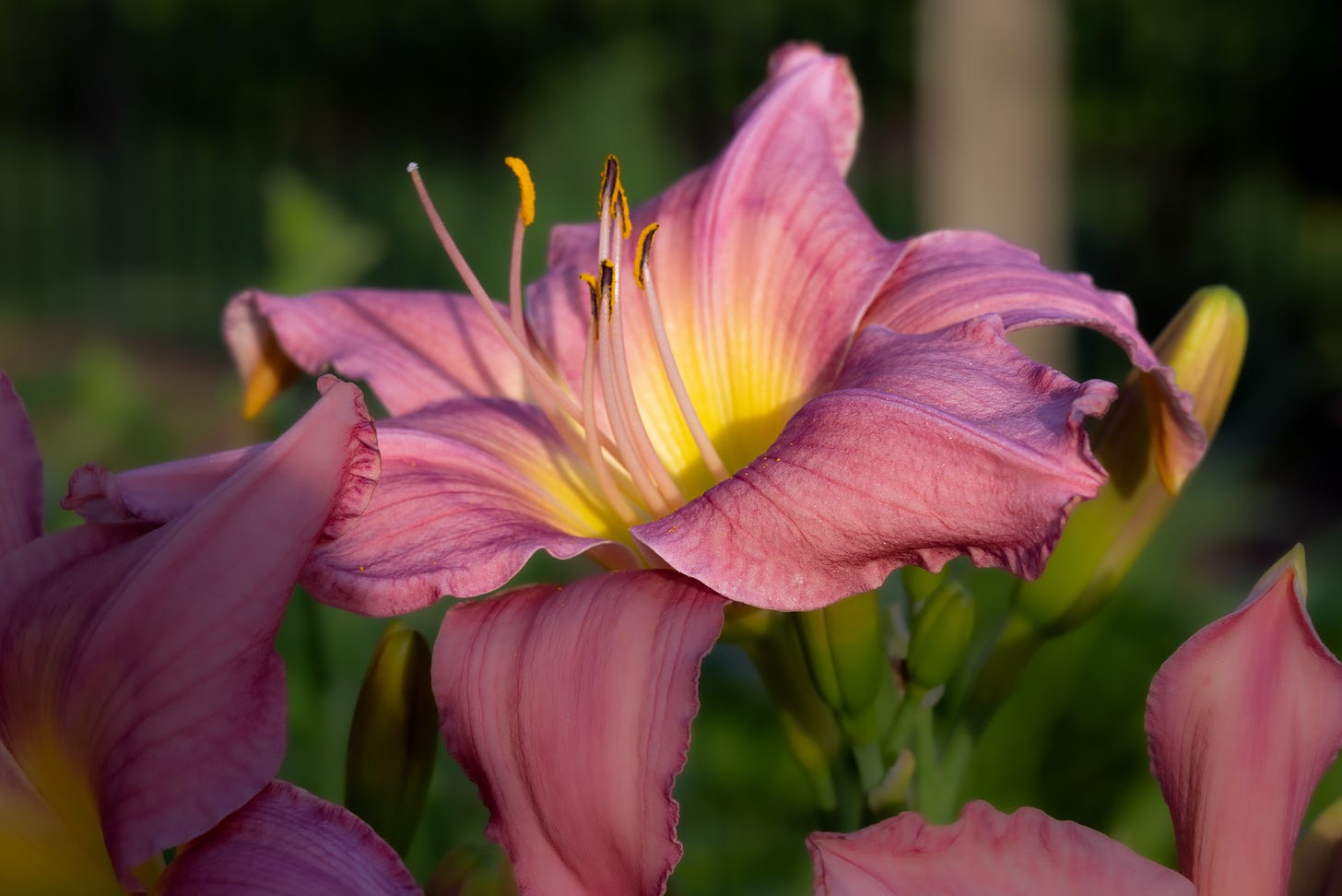 A dark pink daylily, called Mary Frances, with a yellow center against a blurred background