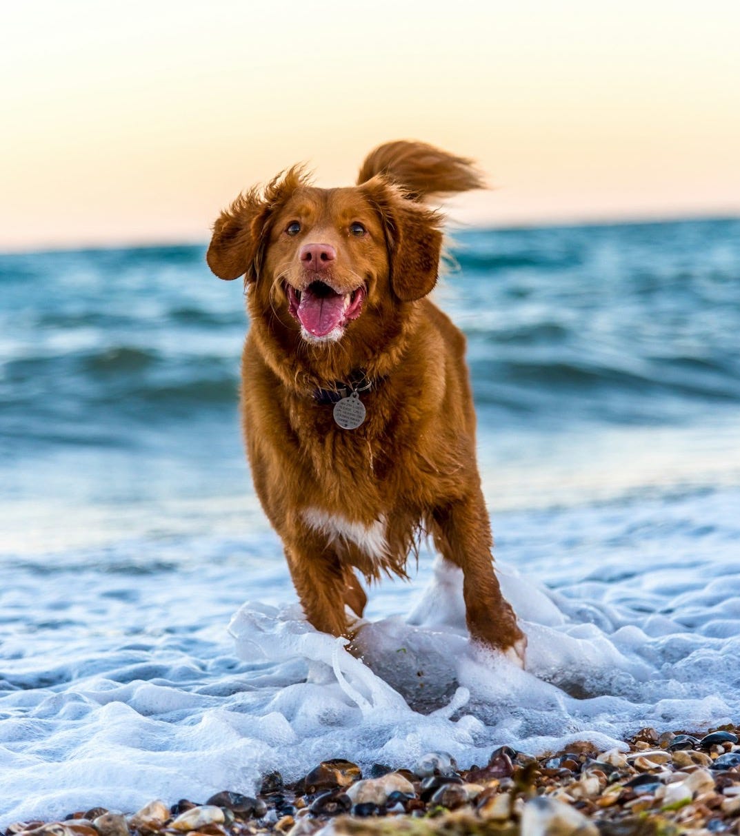 dog running on beach during daytime