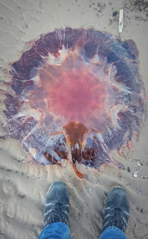 My photo of a lion's mane jellyfish, like a huge jellified sunburst, laying on the beach