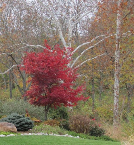 Bloodgood Japanese Maple