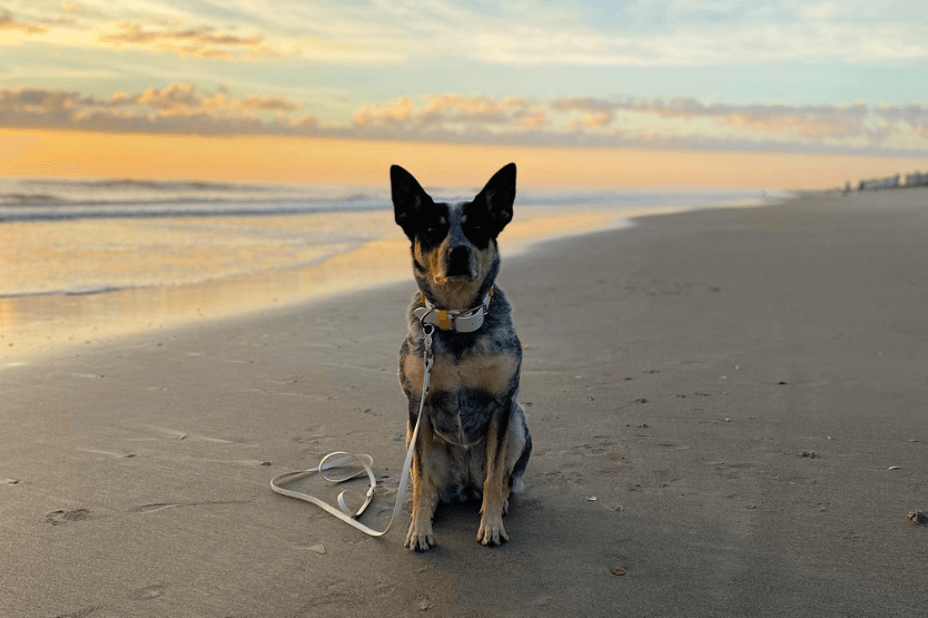 Scout the Australian cattle dog poses at sunrise on the dog-friendly stretch of Cocoa Beach on Florida's Space Coast