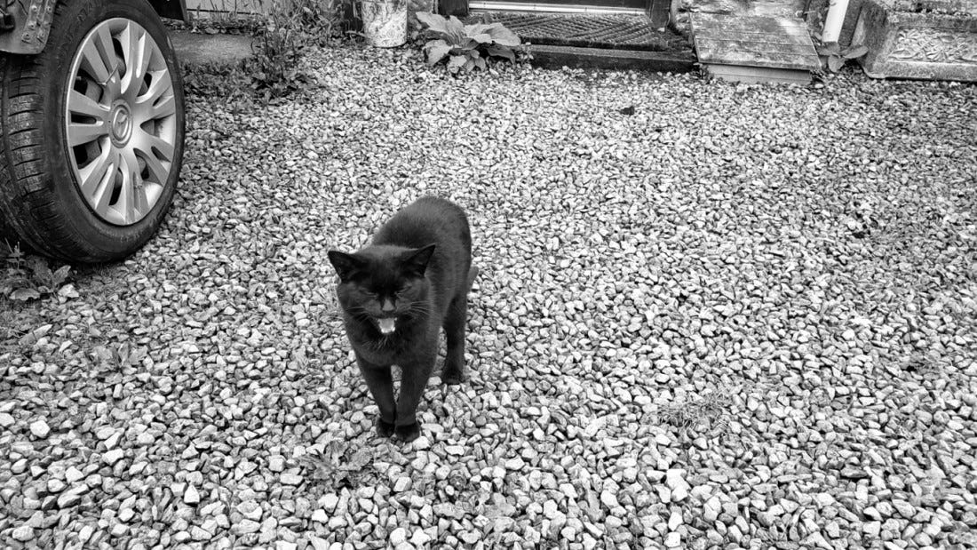 A black cat standing on a gravey driveway, yawning/yelling at the camera