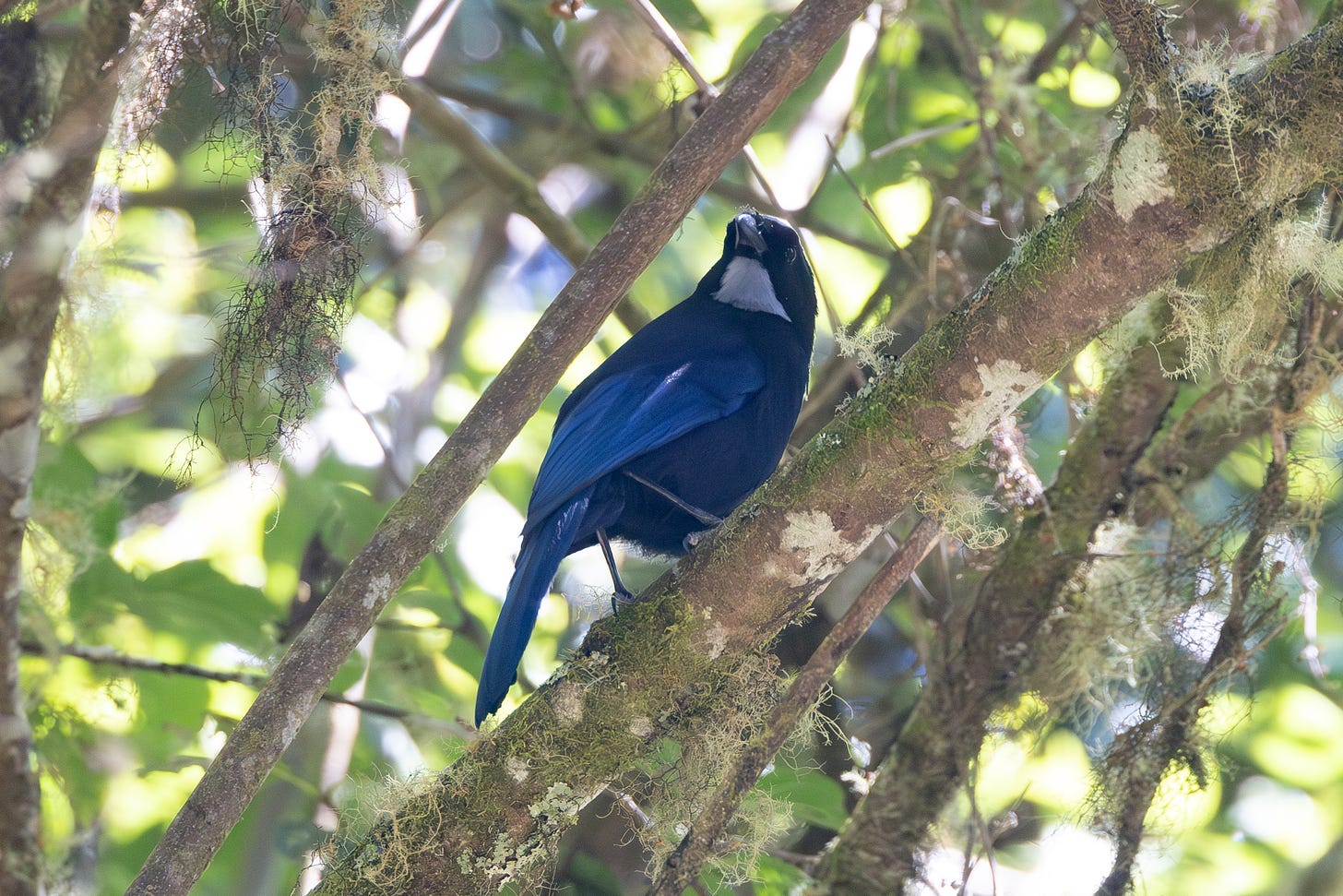 a blue bird with a dark head and silver throat, perched on a tree in the shade, looking over its right shoulder at the camera