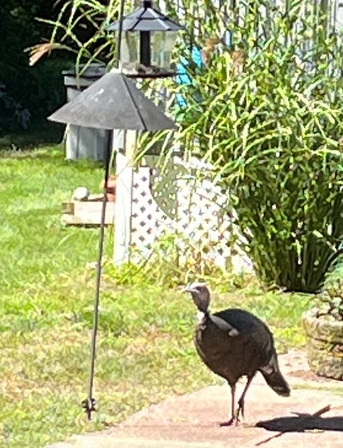 a turkey walks on a red patio. To its right is a black pole with a bird feeder on top. Grass and a white deck are in the background.