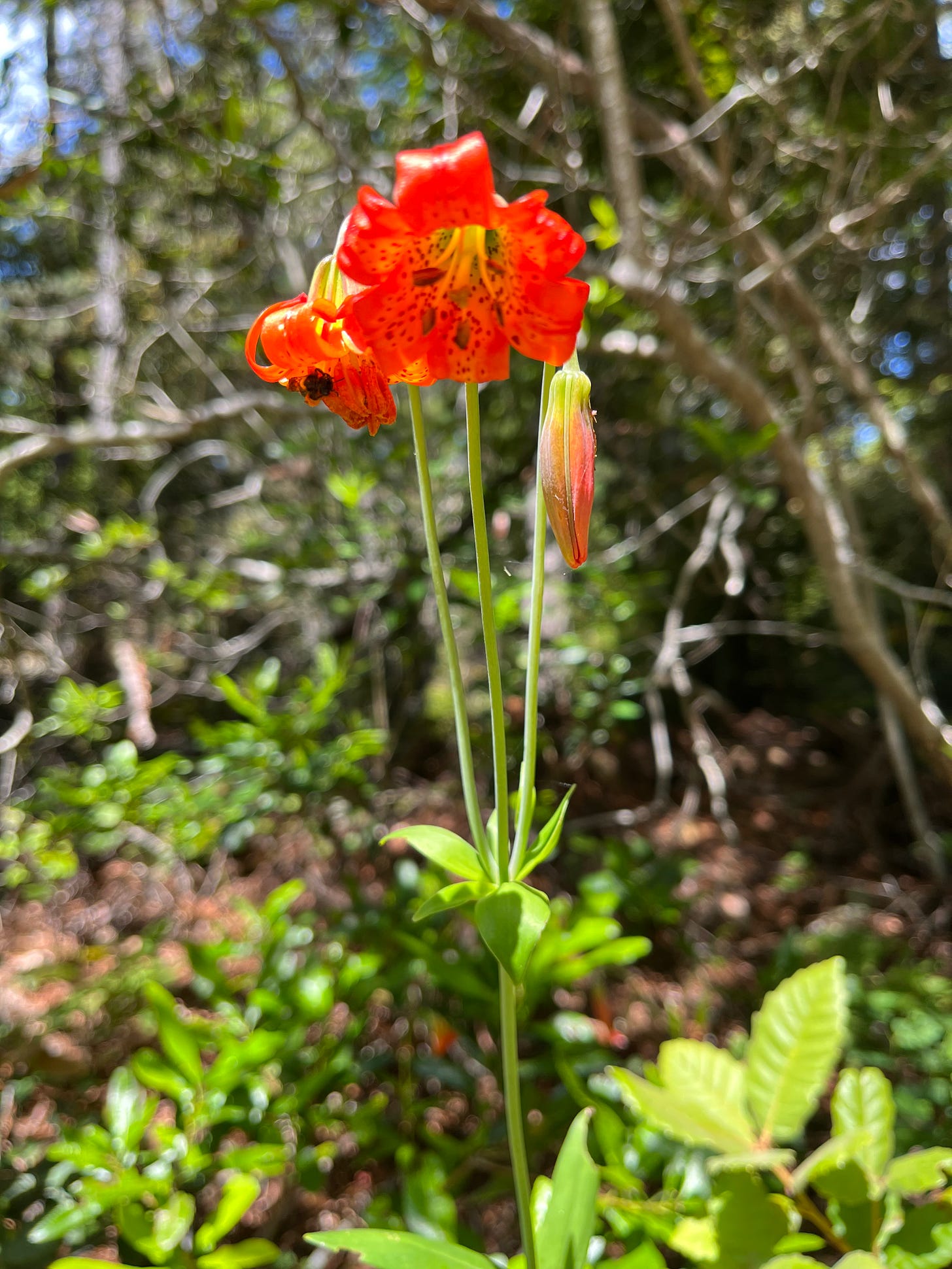 coast lily flower