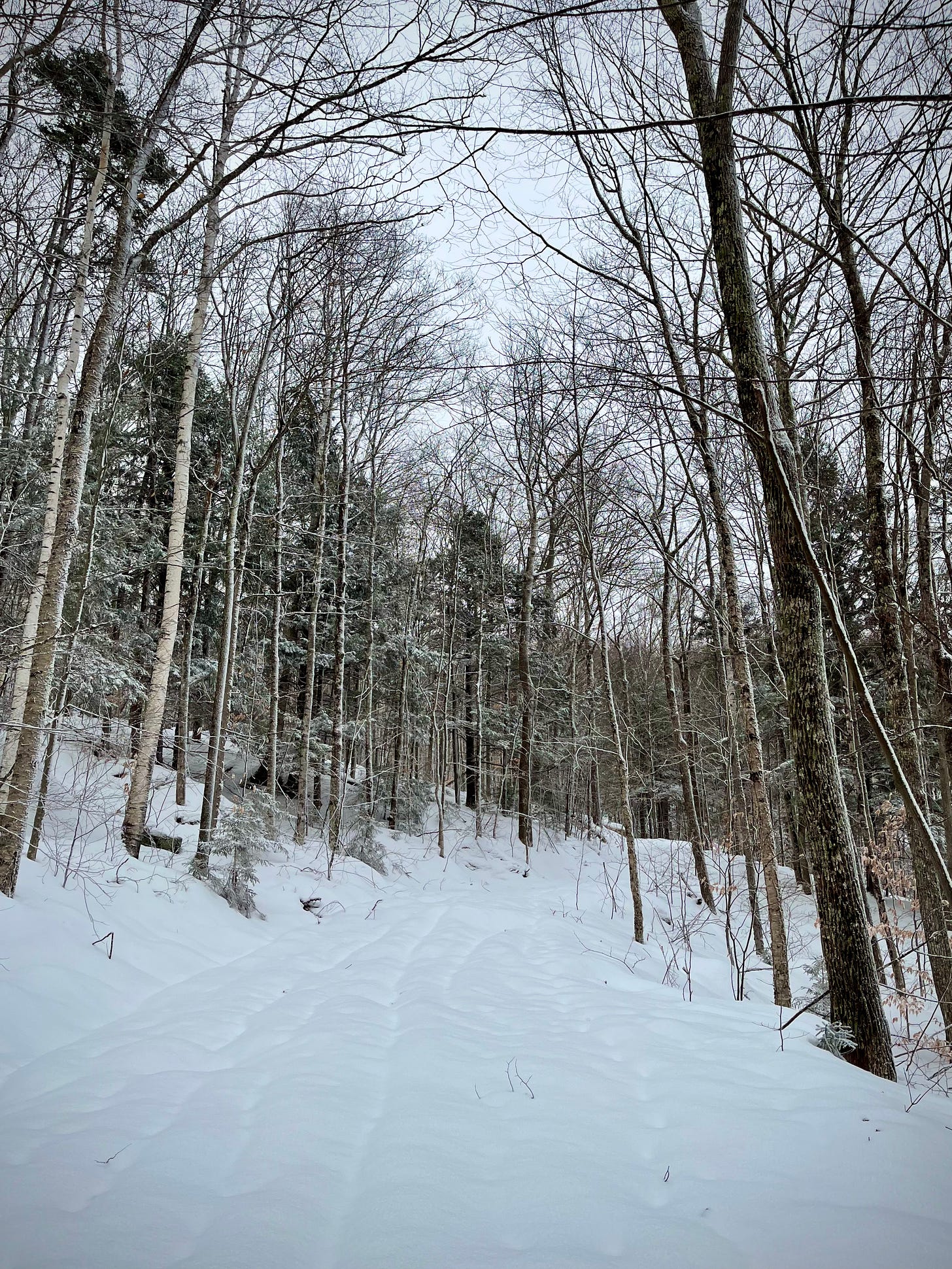 snowy ski trail through the forest