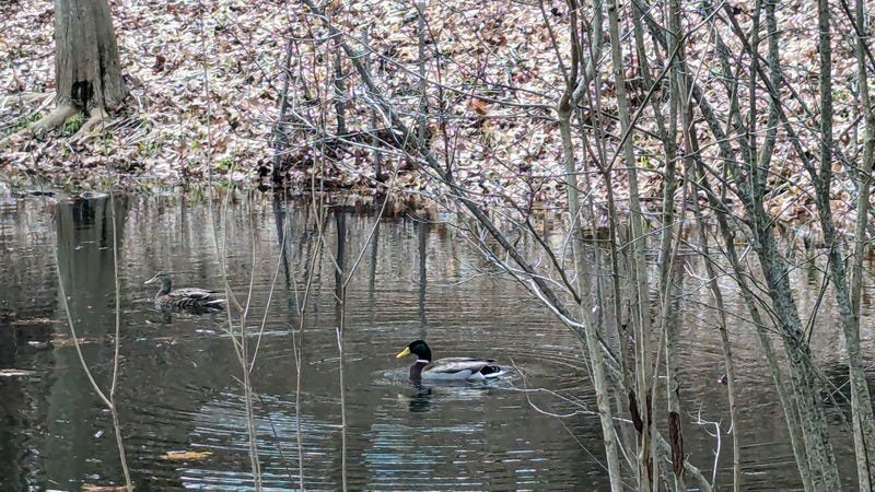 Two mallard ducks swimming in a pond