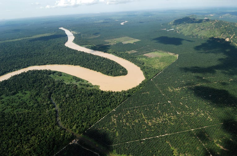 An oil palm plantation (right) bordering the Lower Kinabatangan Wildlife Sanctuary, Malaysia (Image: Cede Prudente / Alamy)