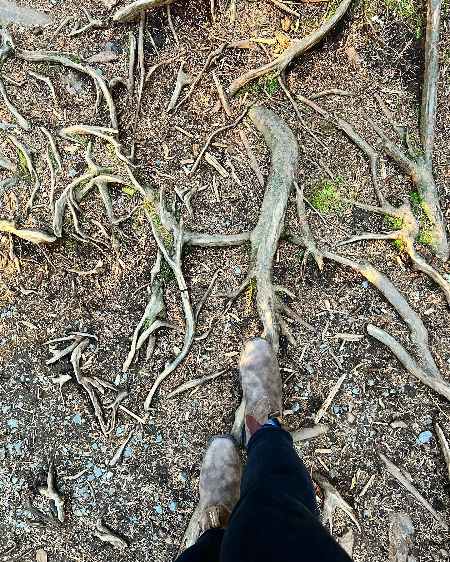 Forest root system with Justine's two feet in brown boots standing on it.