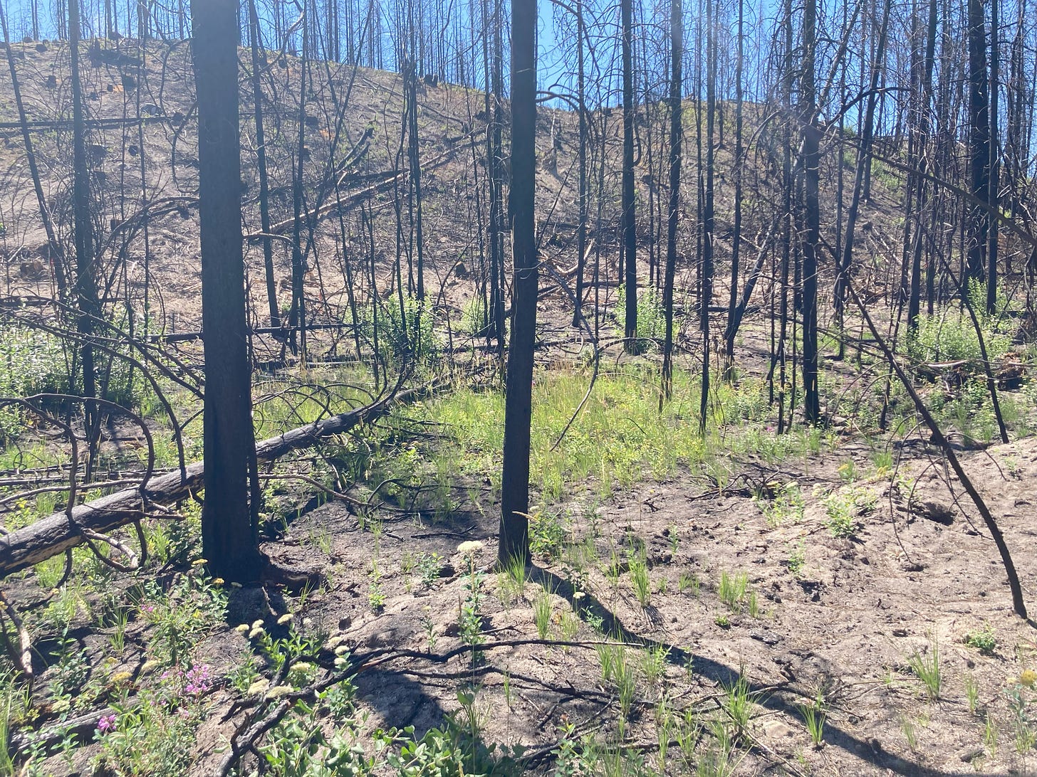 regrowth post wildfire