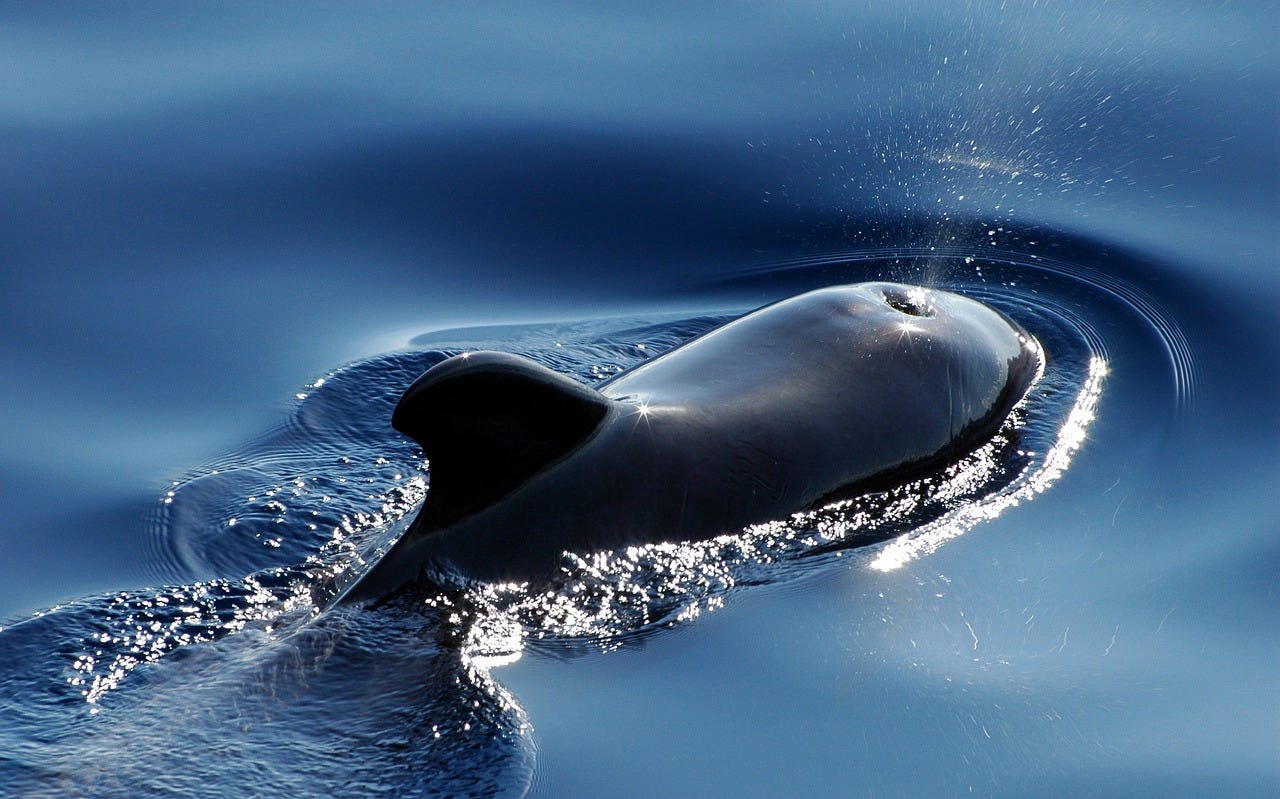 A pilot whale spouting from its blowhole