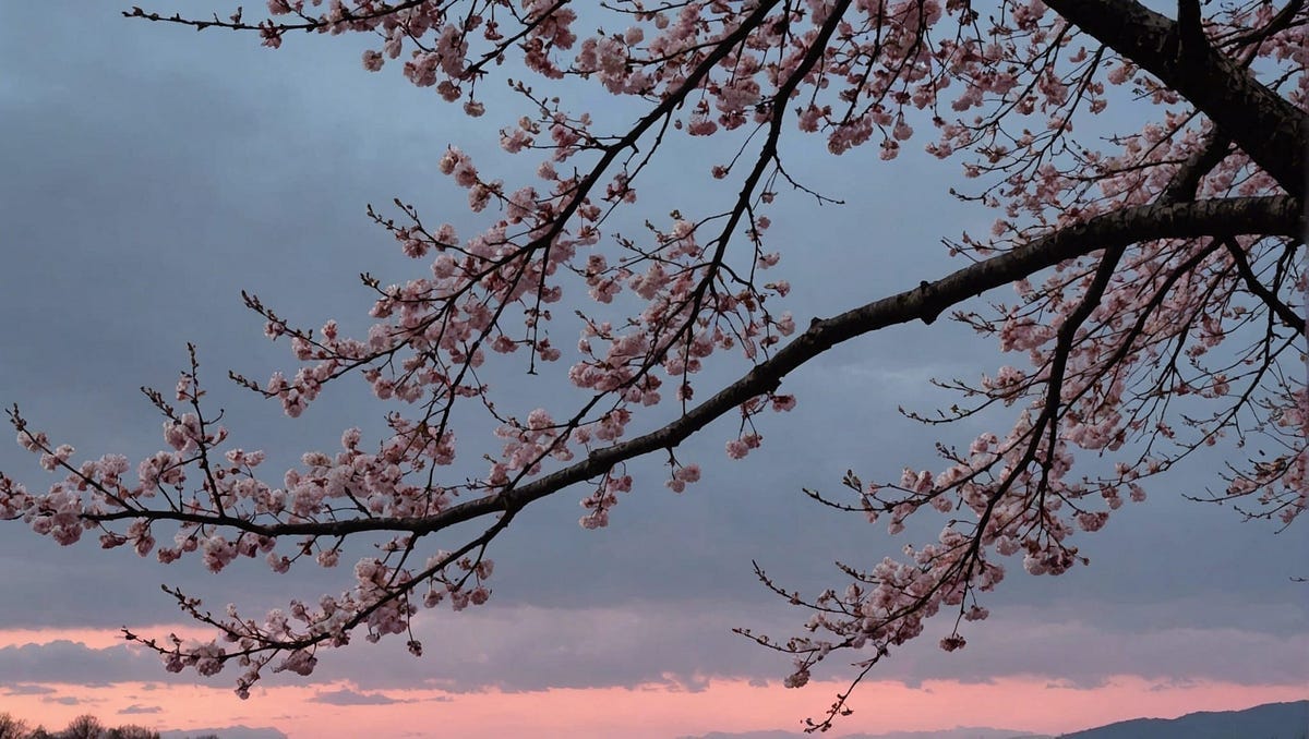 cherry blossom, Pink clouds adrift