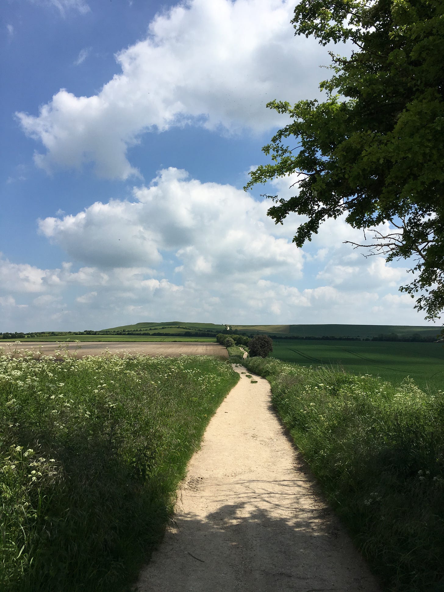 The Ridgeway near Ashbury, UK, a light-colored walking track crossing fields, with a hill and clouds in the distance.