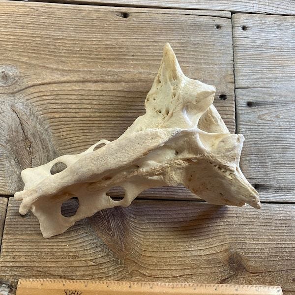 Cow Bones - Sacrum - Real Bone - Lot No. 230302-AA