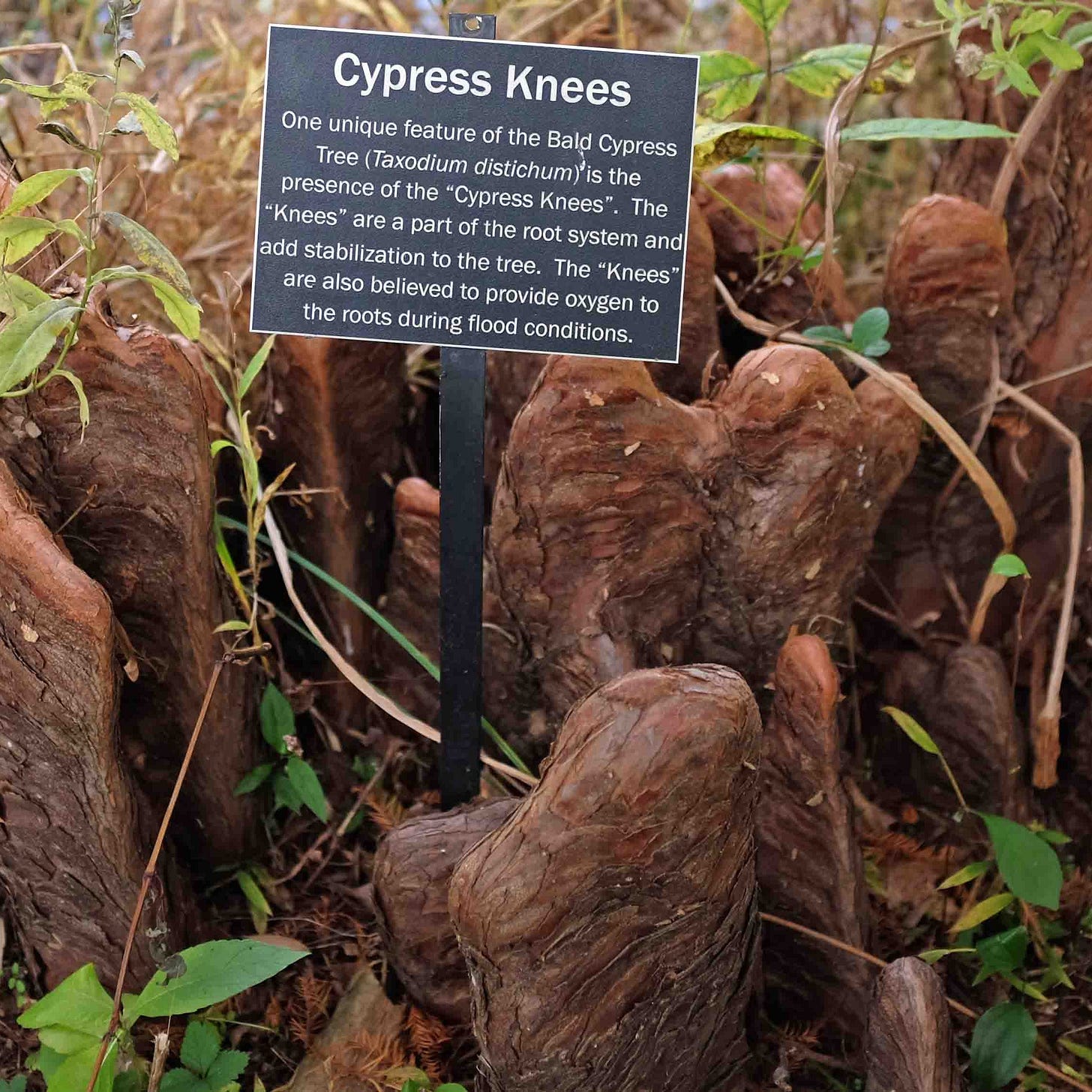 Knee