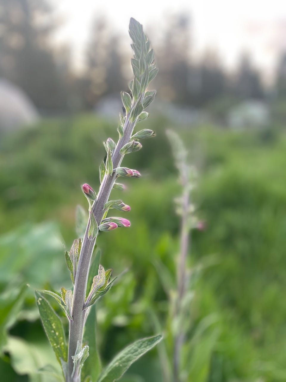 tall grayish plant with many pink buds