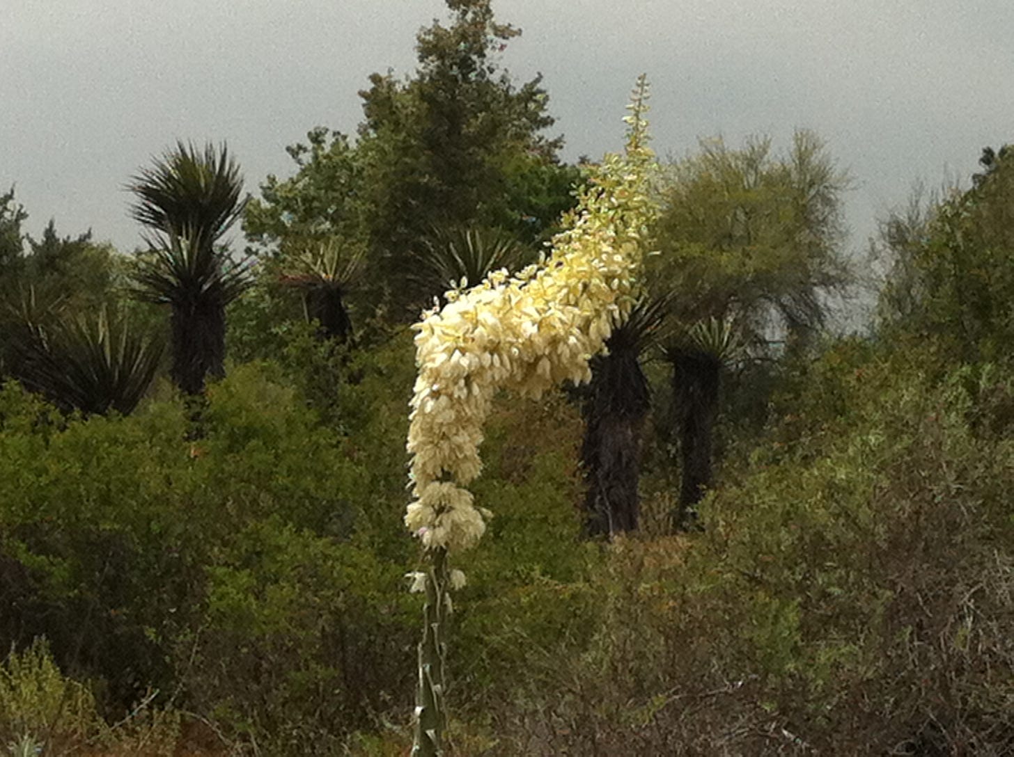 A yucca bloom that curves as it grows.